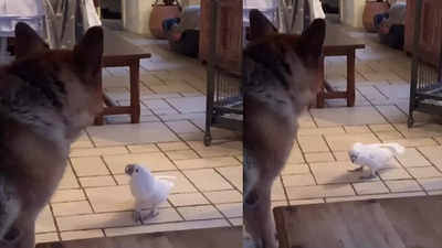 कभी तोते को भौंकते हुए देखा है? कुत्ते के सामने मिट्ठू मियां ने दिखाया ऐसा भौकाल, वीडियो पब्लिक को पसंद आ गया