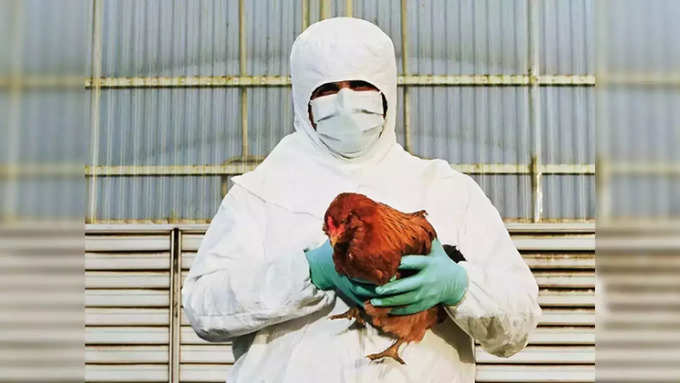 What is H5N2 virus?