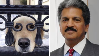 Anand Mahindra Viral Post: इस कुत्ते की फोटो को देख जिसने दिया धांसू कैप्शन, आनंद महिंद्रा ने उसे पता है ईनाम में क्या दिया?