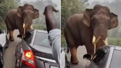 Elephant Attack Video: হাতির সঙ্গে হাতাহাতি! মুহূর্তে ক্ষেপে গেলেন গজরাজ, তারপর যা হল...