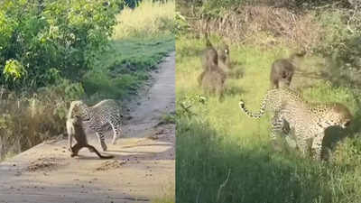 झुंड पर हमला कर तेंदुआ ने एक बंदर को दबोचा, साथी को बचाने के लिए दोस्तों ने कर दिया बवाल, वीडियो वायरल