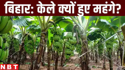 Bihar News : आपको भी बिहार में बाजार में केले खरीदने महंगे पड़ रहे? जान लीजिए क्यों अचानक बढ़ गए भाव