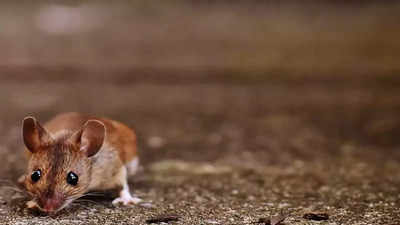 गजब! लखनऊ के फर्स्ट AC कोच में धमाचौकड़ी मचा रहे चूहे, वीडियो वायरल होने पर मचा हड़कंप