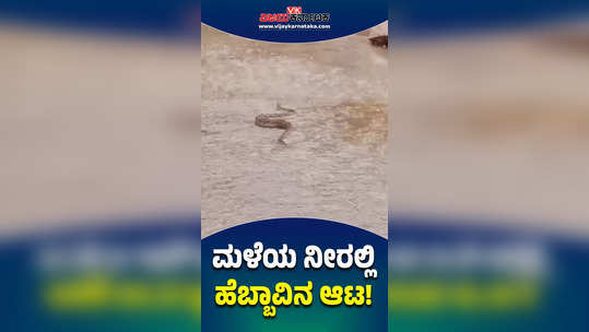 indian python crawled on road during rain water flow gadag ron tallihal village
