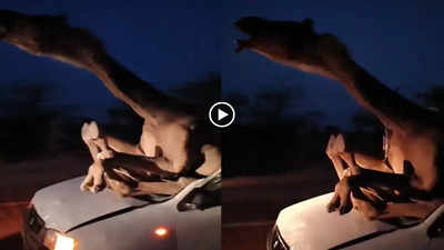Camel Stuck In Car: ड्राइवर को इतना बड़ा ऊंट नहीं दिखा.., राजस्थान में टकराने के बाद कार में बुरी तरह फंसा बेजुबान, वीडियो वायरल