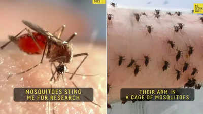 Mosquito Bite Video: रिसर्च के लिए शख्स 500 मच्छरों को रोज पिलाता है अपना खून, वायरल वीडियो देखकर इंटरनेट की जनता दंग रह गई