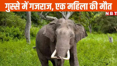 Korba News: हाथी के हमले में एक महिला की मौत, पति ने भागकर बचाई जान, 6 लाख का मिलेगा मुआवजा