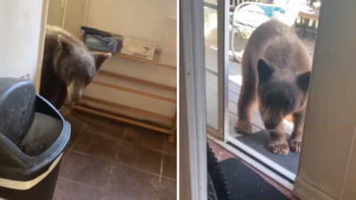 Bear Viral Video: किचन में बर्तन धो रहा था शख्स, तभी अंदर घुस आया जंगली भालू, आगे जो बंदे हुआ वह लोग देखते रह गए