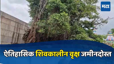 Sangli : ऐतिहासिक शिवकालीन वृक्ष राष्ट्रीय महामार्गाच्या कामांमुळे कोसळले, स्थानिकांचा आरोप