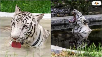 White Tigers In India: এই জায়গাগুলিতে গেলেই দেখা মিলবে সাদা বাঘের, সাফারির পুরো পয়সা উশুল! জানুন