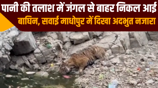 tigress came out of the forest in search of water in ranthambore