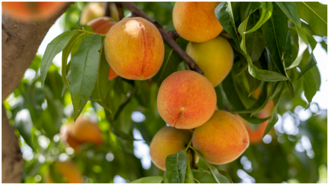 peach fruits