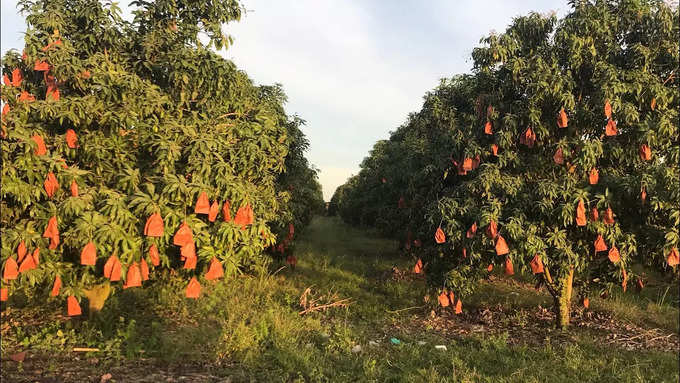 Lucknow Mango