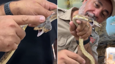 Rare Two Headed Snake : शख्स दो मुंह वाले सांप के साथ बना रहा था वीडियो, अचानक स्नेक ने दोनों सिरों से एकसाथ कर दिया हमला