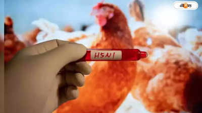 Bird Flu In Humans : মুরগির মাংস-ডিম খাওয়া নিয়ে আতঙ্ক! মানুষের শরীরে কী ভাবে থাবা বার্ড ফ্লুয়ের? ব্যাখ্যা বিশেষজ্ঞদের