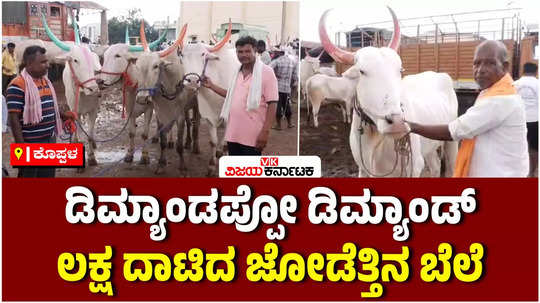 monsoon rain koppal farmers preparation for ploughing farm demand for bulls ox high price