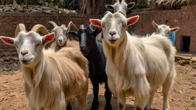 बकरीद के मौके पर दिल्ली में 6 बकरे उठा ले गए कार सवार, हर एक की कीमत है 2 लाख रुपये