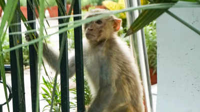दिल्ली की प्रचंड गर्मी ने बंदर को भी कर दिया बीमार, पीएम आवास में ले जाकर बची जान