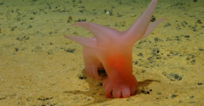 Sea pig