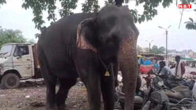 Bhopal News: भोपाल में हाथी की खौफनाक वारदात, महावत को सूंड से उठाया, दूर पटका फिर सिर पर पैर रखकर ले ली जान