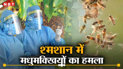 श्मशान में ऐसा क्या हुआ कि मधुमक्खियां हो गईं आक्रामक, बोला हमला, ग्रामीणों को पीपीई किट पहनकर करना पड़ा अंतिम संस्कार