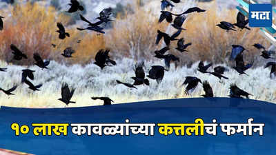 Killing Crows: दहा लाख भारतीय कावळ्यांना ठार मारण्याचा प्लान, का उठले सरकार जीवावर?