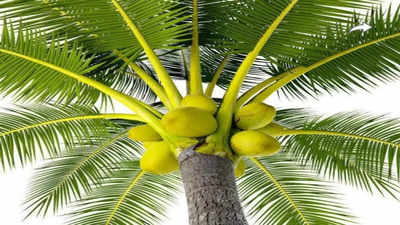बिहार : नारियल का पौधा लगाने के इच्छुक है, तो सरकार की इस योजना का लाभ उठा लें, विलंब  किए तो बस...