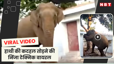 हाथी की पेड़ से कटहल तोड़ने की निंजा टेक्निक वायरल, वीडियो देख लोग कर रहे हैं गजराज के दिमाग की तारीफ