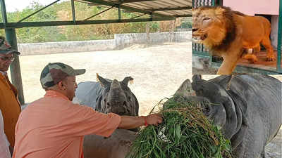 भरत जाओ और बाड़े में चला गया बब्बर शेर... गोरखपुर जू में जब लायन ने मानी सीएम योगी की बात