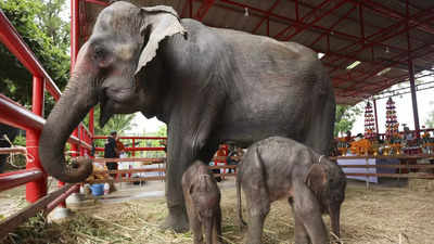 थाईलैंड में हाथी के जुड़वा बच्चों का जन्म, दूसरे बच्चे को देख हथिनी भी डरी, क्यों कहा जा रहा चमत्कार?