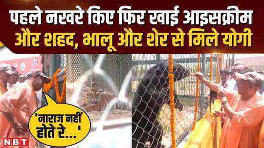 cm yogi fed ice cream to a bear in gorakhpur zoo two new tigers were released in the zoo