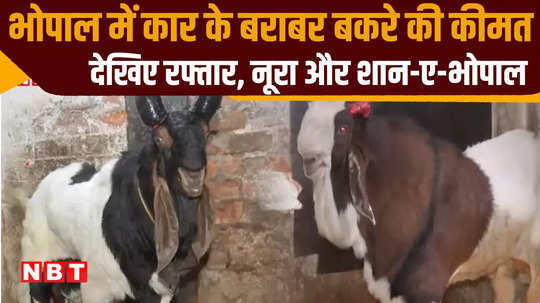 price of goat starts from 50 thousand bhopal raftar sold in pune for above rs 7 lakhs