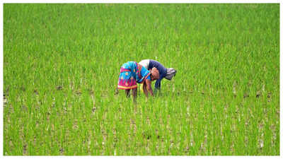 Agriculture Success Story: ಮಹಿಳೆಯಿಂದ ಕೂರಿಗೆ ಭತ್ತ ಬೆಳೆಯ ಪ್ರಯೋಗ: ರೈತರಿಗೆ ಸ್ಪೂರ್ತಿ