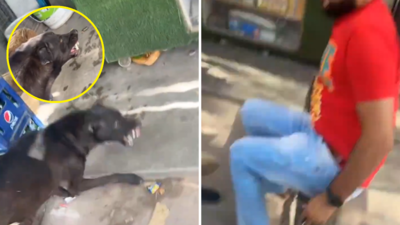 Dog Bites Viral Video: कुत्ते को कालू-कालू बोलकर चिढ़ा रहे थे लड़के, उसने 7 सेकंड में बता दिया कालू क्या चीज है