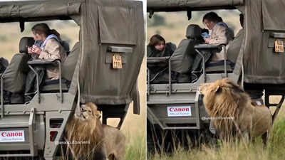 Jungle Safari Ka Video: जंगल सफारी का आनंद ले रहे थे टूरिस्ट, अचानक पीछे से आ गया बब्बर शेर, आगे तो कमाल हो गया