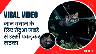 Leopard Rescue Video: मुर्गी के पीछे भागते-भागते कुएं में गिरा तेंदुआ, जान बचाने के लिए जबड़े से रस्सी पकड़कर लटका रहा
