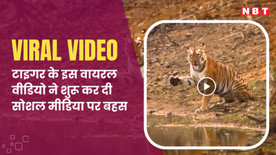 Tiger Say Hi: पानी पीने के बाद टाइगर ने ऐसे हिलाया पंजा, लोगों को लगा फोटोग्राफर को बोल रहा है Hi,  जंगल का वीडियो वायरल
