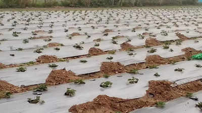 यूपीः बुंदेलखंड की जमी पर कोदो की फसल से किसानों की बदलेगी तकदीर, इन बीमारियों से मिलेगा छुटकारा