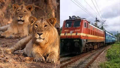 Gujarat News: रेल की पटरी पर 10 शेर कर रहे थे आराम, ड्राइवर ने इमरजेंसी ब्रेक लगाकर रोक दी ट्रेन, सबने बांधे तारीफों के पुल