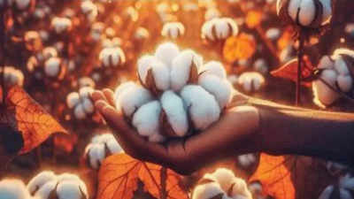 Cotton Cultivation :  यंदा कापसाचे क्षेत्र काही प्रमाणात घटण्याची शक्यता; जाणून घ्या, काय आहेत कारणे?
