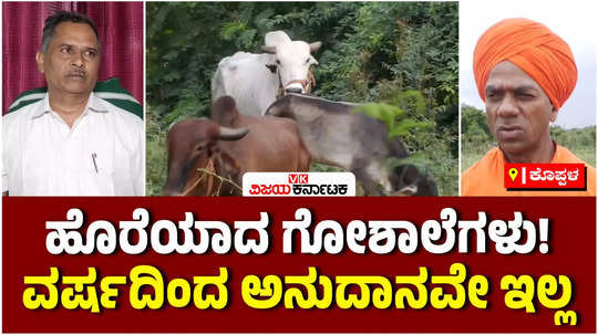 goshalas of koppal no government funds from one year cattle effect on fodder maintenance