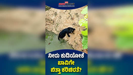 black panther fell into a well in mandarthi shirur hemmanike forest department officials rescued leopard