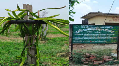 गेहूं-सरसों की फसल को छोड़ गाजीपुर के किसान ने लगाया ड्रैगन फ्रूट, अब मोटे मुनाफे की है उम्मीद