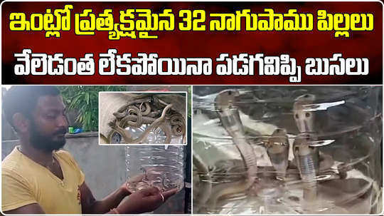 one big king cobra and 32 small snakes found in kothagudem of bhadradri in telangana
