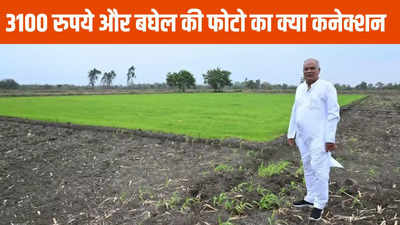 Chhattisgarh News: भूपेश बघेल ने शेयर की खेती की फोटो, 3100 रुपये को लेकर आया कमेंट, जानें क्या है कनेक्शन
