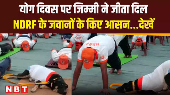 ndrf trained indian pariah dog jimmy performs yoga in udhampur on international yoga day