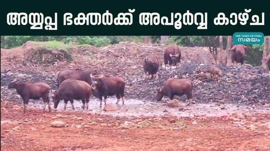 wild buffalo near sabarimala pathanamthitta