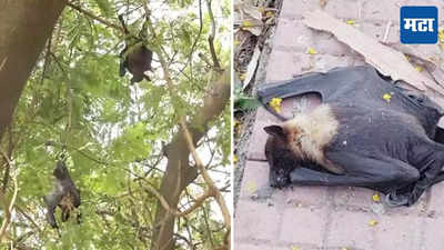 Bats Die Rapidly : वटवाघुळांच्या मृत्यूत अचानक वाढ, पर्यावरणात मोठे बदल, मानवी जीवन संकटात?