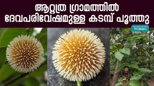 kadamba bloomed in the atatra idamana in thrissur