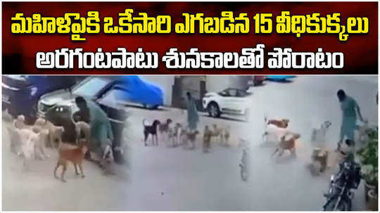 15 stray dogs attack on woman in manikonda hyderabad while on her morning walk video goes viral